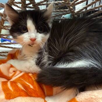 Rescue Domestic Long Hair Cats for Adoption in Pasadena, Maryland - Warhead | PetCurious