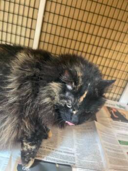 Domestic Long Hair Cats Available for Adoption in Green River, Wyoming - Tortie | PetCurious