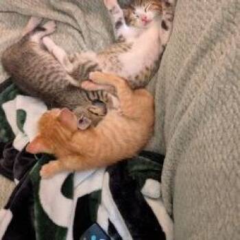 Legolas -  Domestic Short Hair Cat for Adoption in San Antonio, Texas - Legolas | PetCurious