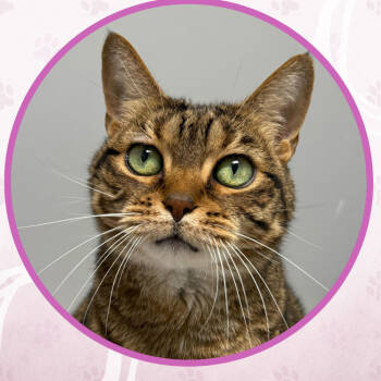 Rescue Domestic Short Hair Cats for Adoption in Toms River, New Jersey - Corvette | PetCurious