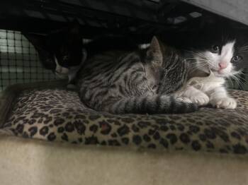 Cesar 5 (f) Tabby -  Domestic Short Hair Cat for Adoption in West Nyack, New York - Cesar 5 (f) Tabby | PetCurious