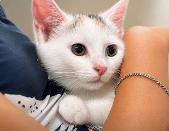 Snow -  Domestic Short Hair Cat for Adoption in East Greenville, Pennsylvania - Snow | PetCurious
