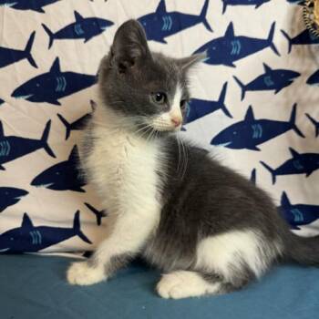 Paris Saint Germain -  Domestic Medium Hair Cat for Adoption in Toms River, New Jersey - Paris Saint Germain | PetCurious
