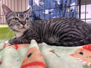 Allyson -  Domestic Short Hair Cat for Adoption in Panama City, Florida - Allyson | PetCurious
