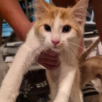 Candy -  Domestic Short Hair Cat for Adoption in Grantsville, Utah - Candy | PetCurious