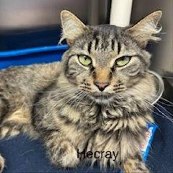 Hecray -  Domestic Medium Hair Cat for Adoption in Fargo, North Dakota - Hecray | PetCurious