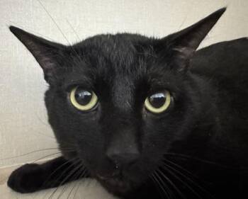 Domestic Short Hair Cats Available for Adoption - Midgy | PetCurious