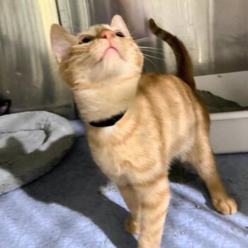 Ted - Honey Bee kitten -  Domestic Short Hair Cat for Adoption in Blairsville, Georgia - Ted - Honey Bee Kitten | PetCurious