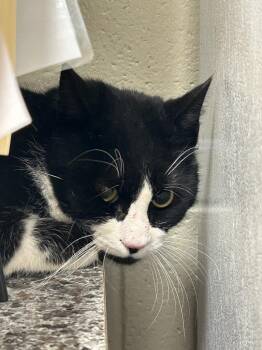 Domestic Short Hair Cats Available for Adoption - 2026-02-049 | PetCurious