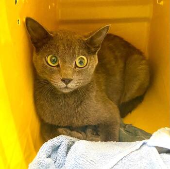 Gigi - At shelter -  Domestic Short Hair Cat for Adoption in Rustburg, Virginia - Gigi - At Shelter | PetCurious