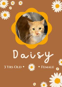 Domestic Short Hair Cats Available for Adoption in Webster City, Iowa - Daisy | PetCurious