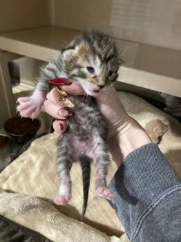 Domestic Short Hair Cats Available for Adoption in Pierceton, Indiana - Tulip | PetCurious