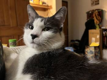 Domestic Short Hair Cats Available for Adoption - Beau | PetCurious