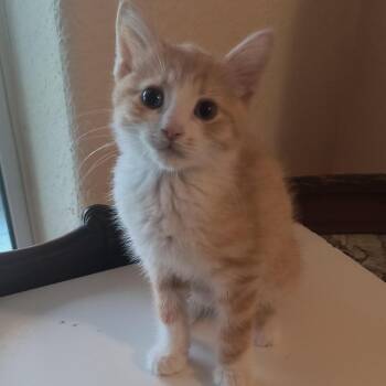Toby -  Domestic Short Hair Cat for Adoption in Prescott, Arizona - Toby | PetCurious