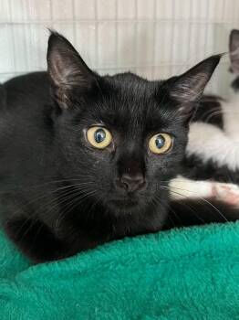Cleo Catra -  Domestic Short Hair Cat for Adoption in Elmira, New York - Cleo Catra | PetCurious
