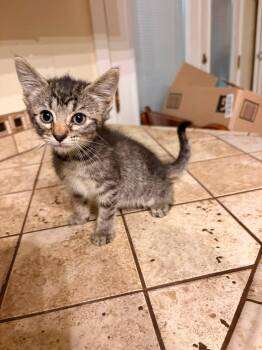 Val -  Torbie Cat for Adoption in Clarksville, Tennessee - Val | PetCurious