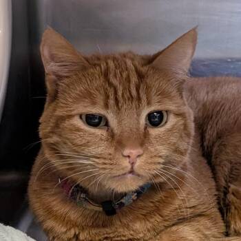 Domestic Short Hair Cats Available for Adoption - Chalupa | PetCurious