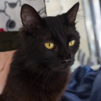 Domestic Long Hair Cats Available for Adoption in Seattle, Washington - Dillon | PetCurious