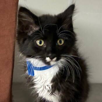 Arnie -  Domestic Medium Hair Cat for Adoption in Uniontown, Pennsylvania - Arnie | PetCurious