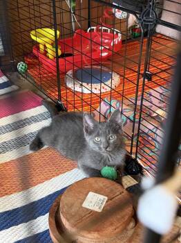 Comet -  Domestic Short Hair Cat for Adoption in Plymouth, Michigan - Comet | PetCurious