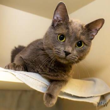 Domestic Short Hair Cats Available for Adoption in Fairfax, Virginia - Luigi (& Mario) | PetCurious