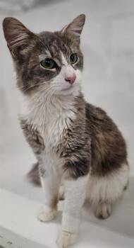 Domestic Long Hair Cats Available for Adoption in Winter Haven, Florida - A1265521 | PetCurious