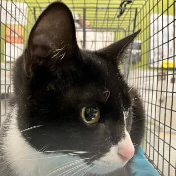 Gigi -  Domestic Short Hair Cat for Adoption in Las Cruces, New Mexico - Gigi | PetCurious