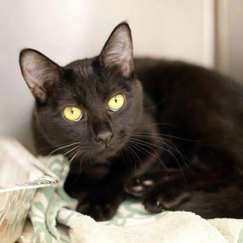 Domestic Short Hair Cats Available for Adoption in Atlanta, Georgia - SZA | PetCurious