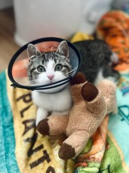 Domestic Short Hair Cats Available for Adoption in Lancaster, Pennsylvania - Grayson | PetCurious