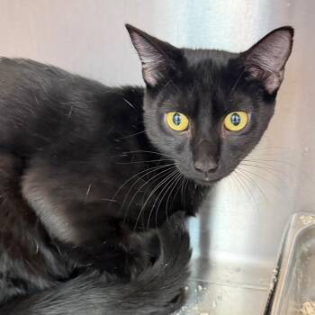 Spelly Beans -  Domestic Short Hair Cat for Adoption in Englewood, Florida - Spelly Beans | PetCurious
