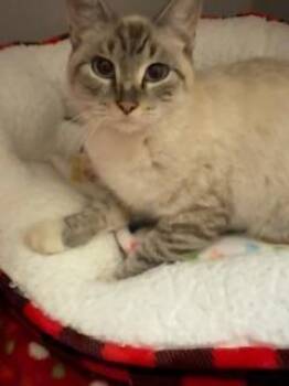 Watercolor -  Domestic Short Hair Cat for Adoption in Mason City, Iowa - Watercolor | PetCurious