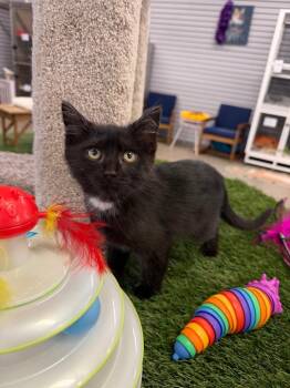 Domestic Short Hair Cats Available for Adoption in Pierceton, Indiana - Violet | PetCurious
