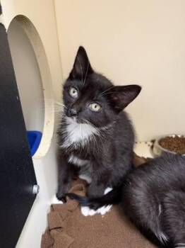 Wilbur -  Domestic Short Hair Cat for Adoption in Pequot Lakes, Minnesota - Wilbur | PetCurious