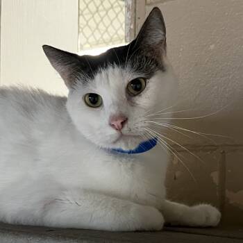 Rescue Domestic Medium Hair Cats for Adoption in Leesburg, Florida - Dart | PetCurious