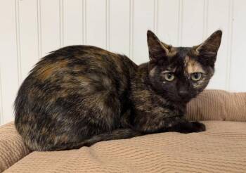 26-39 Sarah -  Domestic Short Hair Cat for Adoption in St. Helens, Oregon - 26-39 Sarah | PetCurious