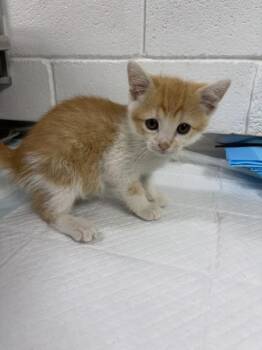 Big Orange -  Domestic Short Hair Cat for Adoption in Morristown, Tennessee - Big Orange | PetCurious