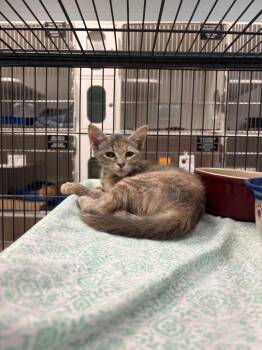 Domestic Short Hair Cats Available for Adoption in Johnson City, Tennessee - Thunder Young)- | PetCurious