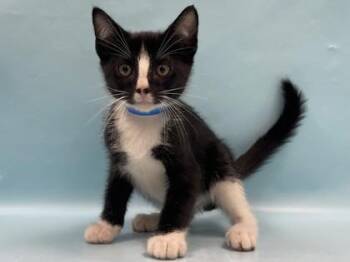 Eye -  Domestic Short Hair Cat for Adoption in Minneapolis, Minnesota - Eye | PetCurious
