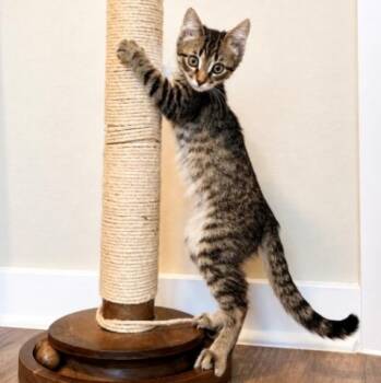 Pearl Marina Perfectly Playful -  Tabby and Domestic Short Hair Cat for Adoption in Friendswood, Texas - Pearl Marina Perfectly Playful | PetCurious