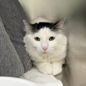 Oona -  Domestic Medium Hair Cat for Adoption in State College, Pennsylvania - Oona | PetCurious