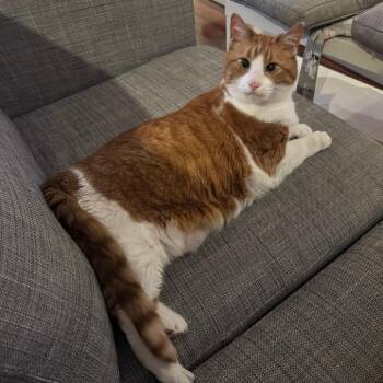 Domestic Short Hair Cats Available for Adoption in Huntsville, Alabama - Amber | PetCurious