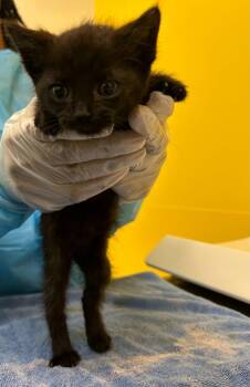Torta -  Domestic Short Hair Cat for Adoption in Raleigh, North Carolina - Torta | PetCurious