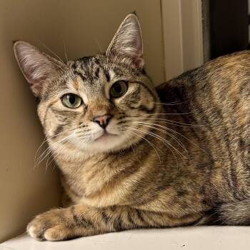 Winnie -  Egyptian Mau and Domestic Short Hair Cat for Adoption in Bountiful, Utah - Winnie | PetCurious