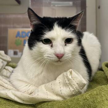 Ripley -  Domestic Short Hair Cat for Adoption in Cheyenne, Wyoming - Ripley | PetCurious