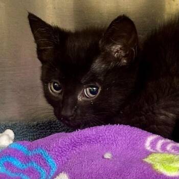 Domestic Short Hair Cats Available for Adoption in Walnut Creek, California - Fila | PetCurious