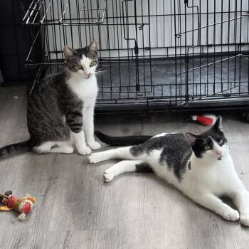 Chestnut and Walnut - Bonded brothers -  Tuxedo and Tabby Cat for Adoption in Harrisburg, Pennsylvania - Chestnut And Walnut - Bonded Brothers | PetCurious