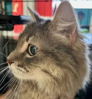 Domestic Long Hair Cats Available for Adoption in Phoenix, Arizona - Gypsy | PetCurious