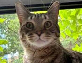 Atticus -  Tabby Cat for Adoption in Euclid, Ohio - Atticus | PetCurious