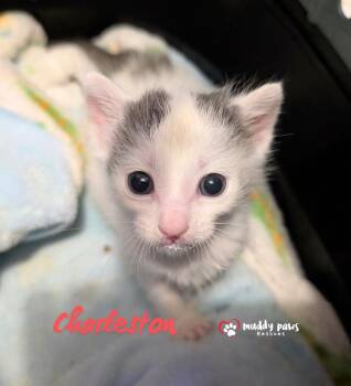 South Carolina:  Charleston -  Domestic Short Hair Cat for Adoption in Council Bluffs, Iowa - South Carolina:  Charleston | PetCurious