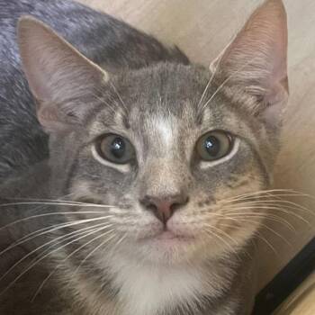 Timon -  Domestic Short Hair Cat for Adoption in New York, New York - Timon | PetCurious